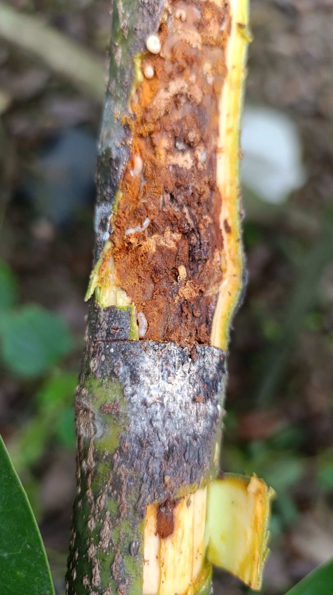 Copturus aguacatae