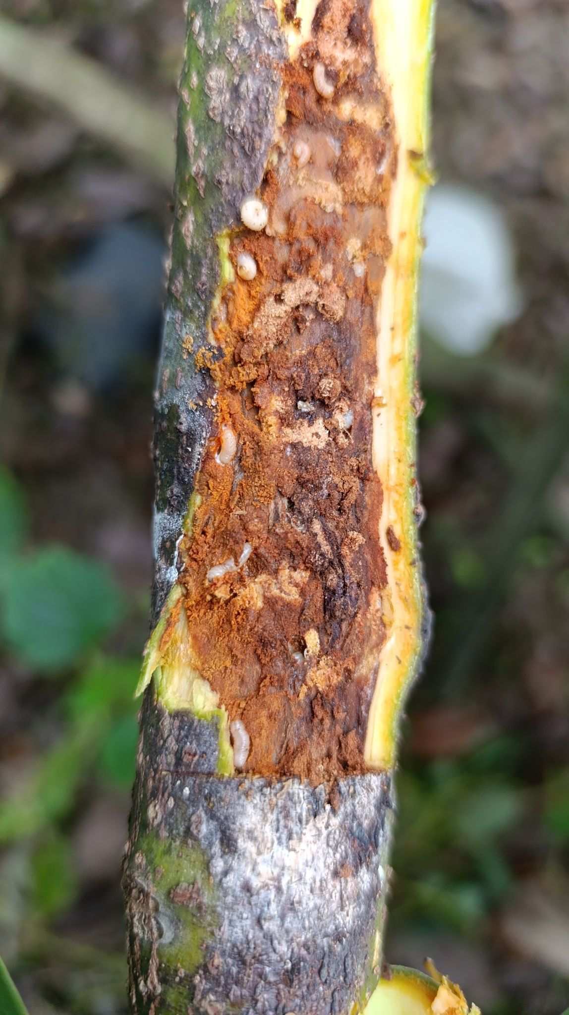 Copturus aguacatae