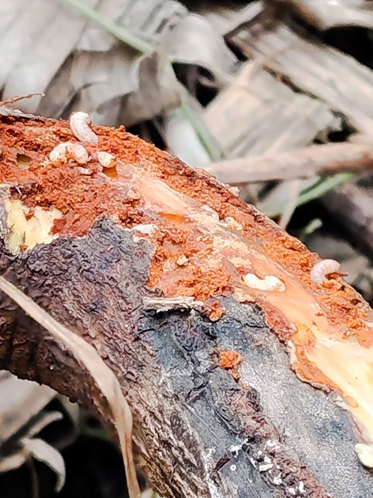 Copturus aguacatae