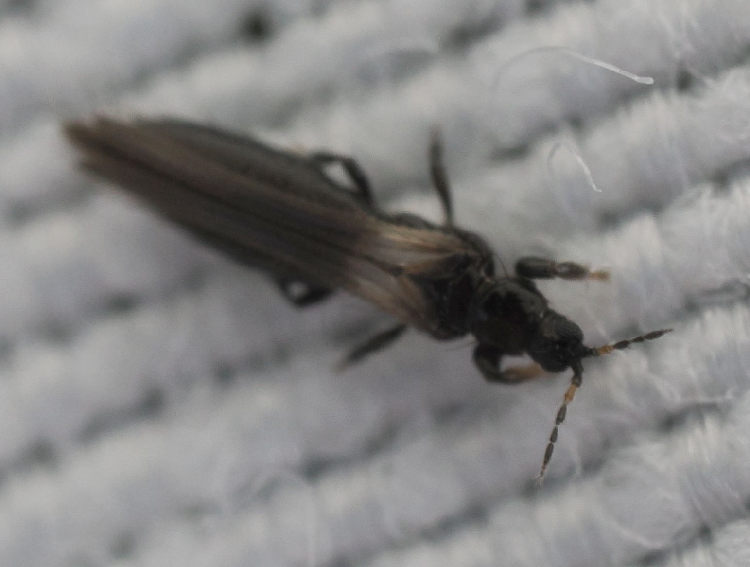 Odontothrips