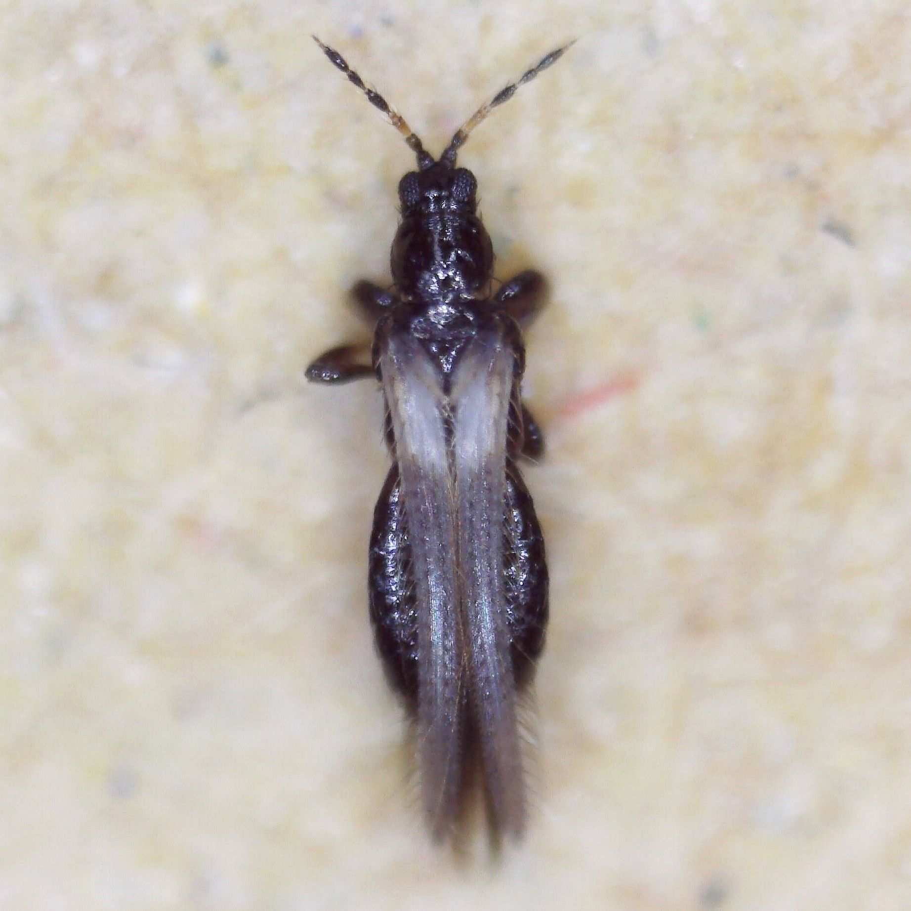 Odontothrips