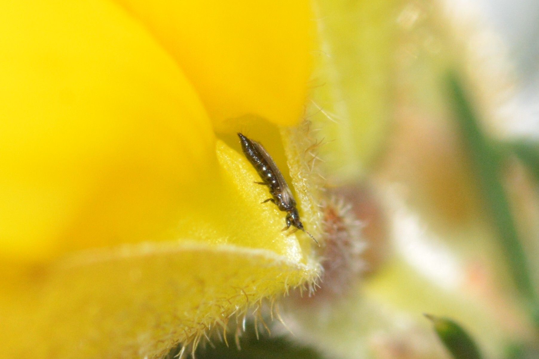 Odontothrips