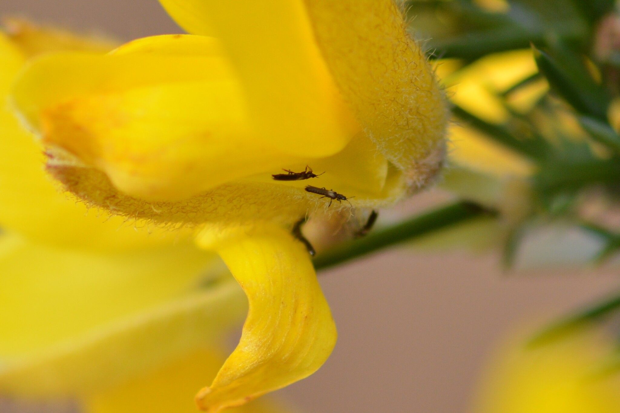 Odontothrips