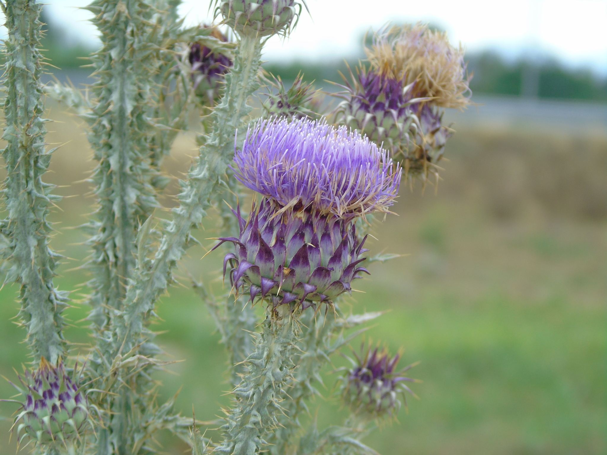 Onopordum illyricum