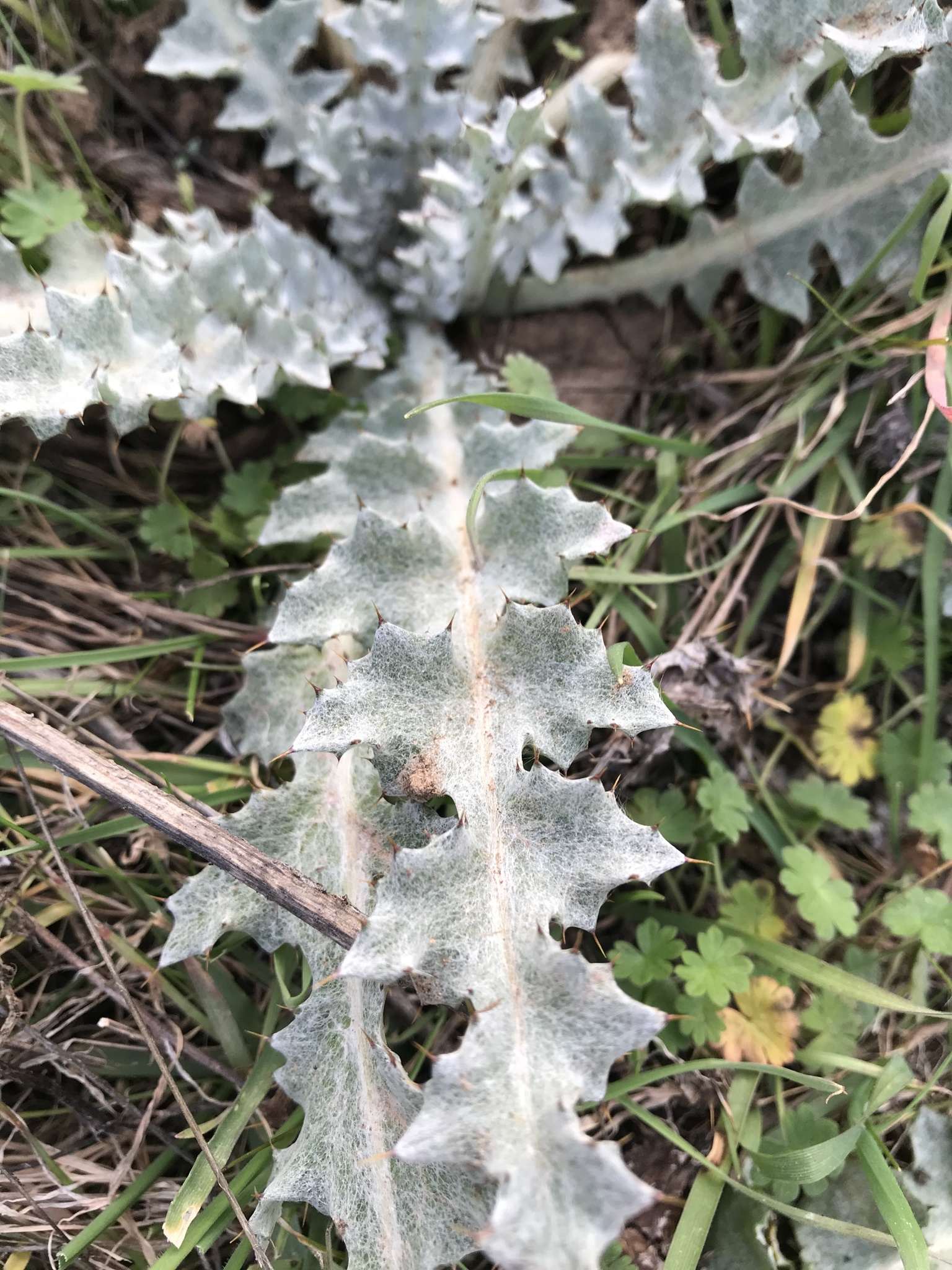Onopordum illyricum