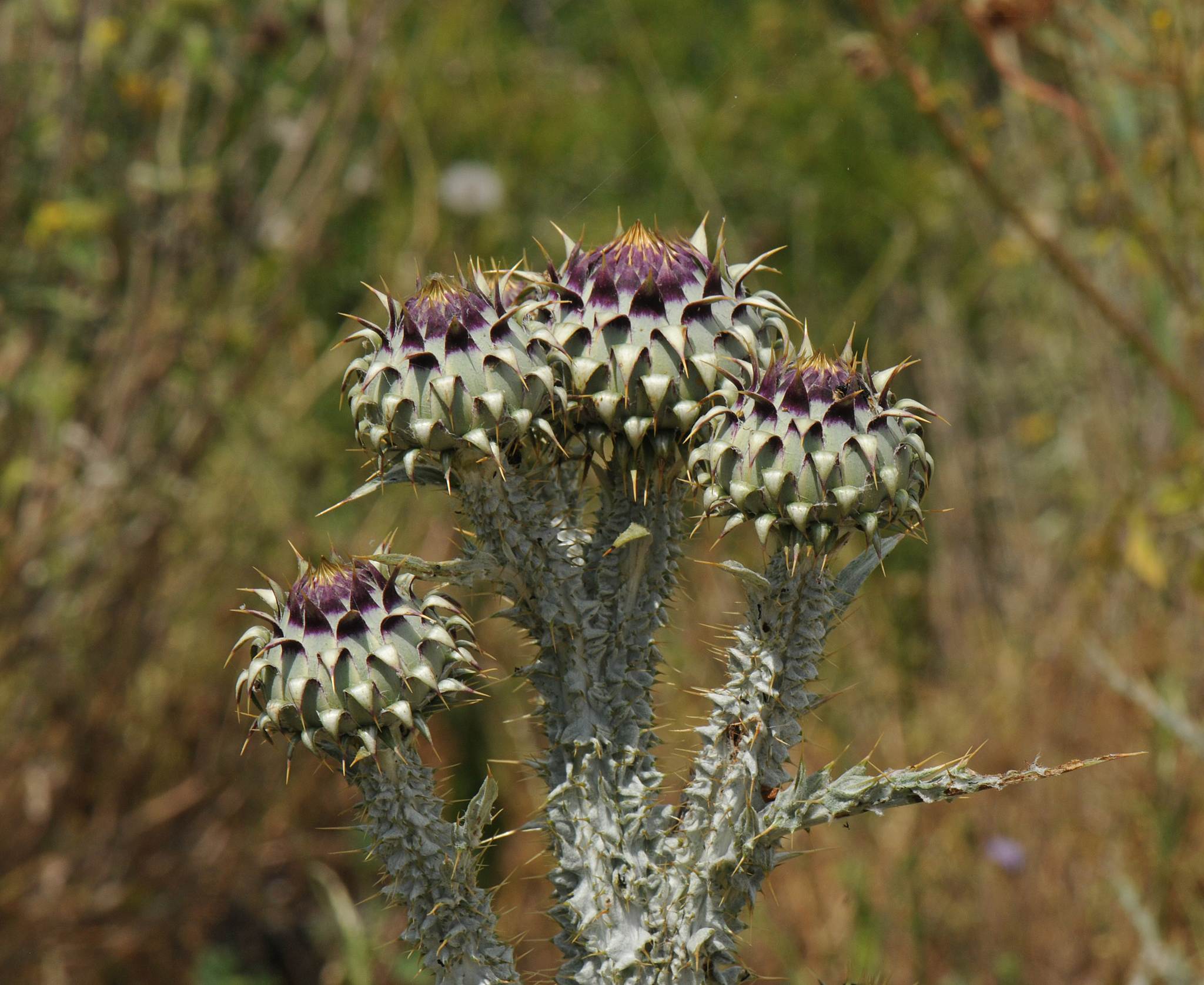 Onopordum illyricum