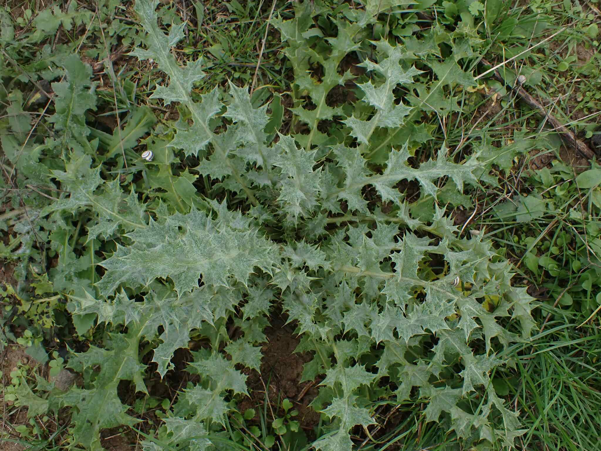Onopordum illyricum