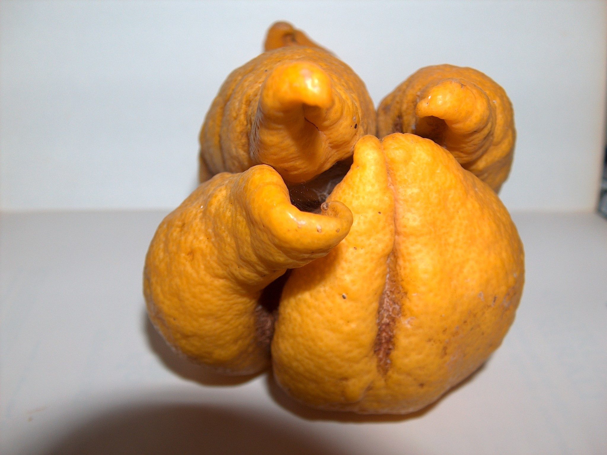 Aceria sheldoni