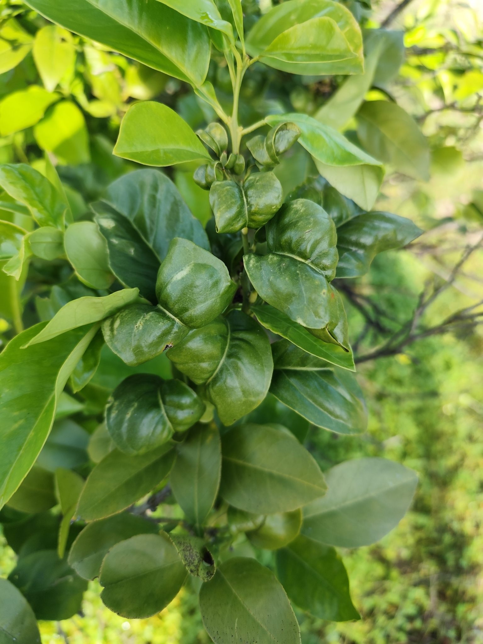Aceria sheldoni