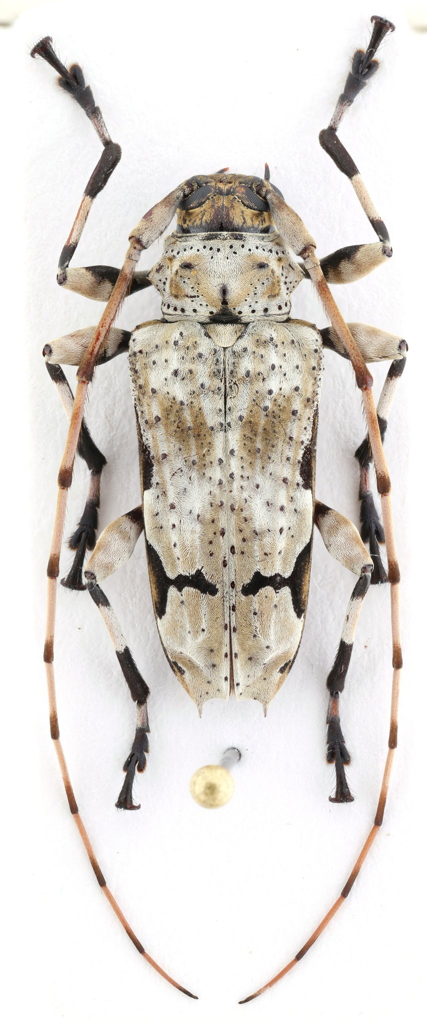 Oreodera glauca