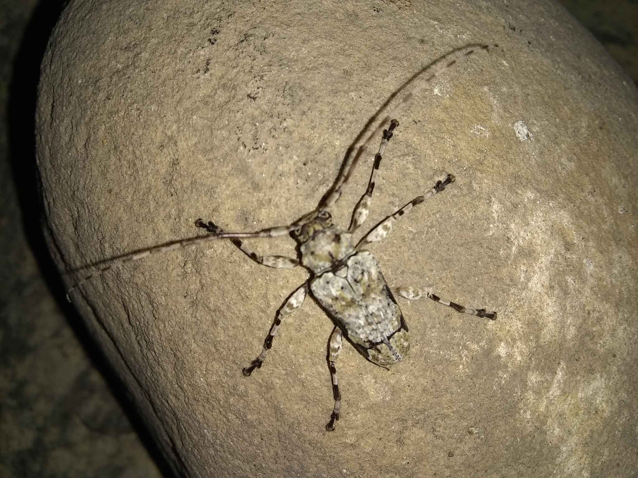 Oreodera glauca
