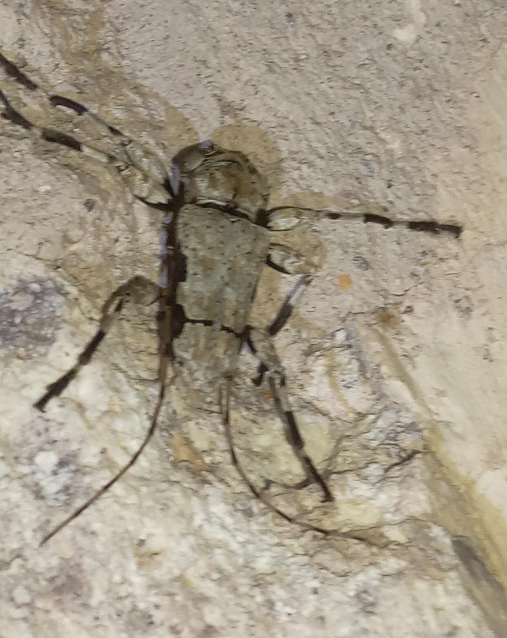 Oreodera glauca