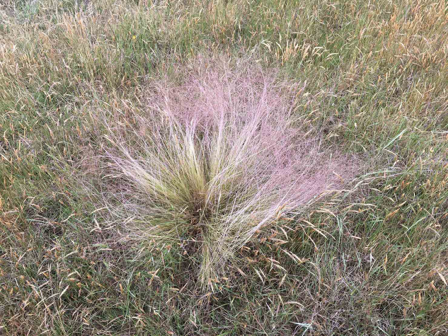 Nassella trichotoma