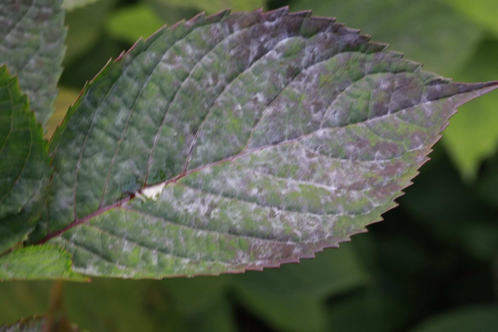 Pseudoidium hortensiae