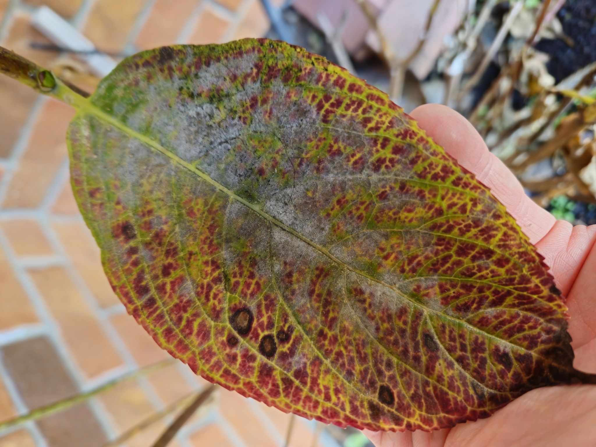 Pseudoidium hortensiae