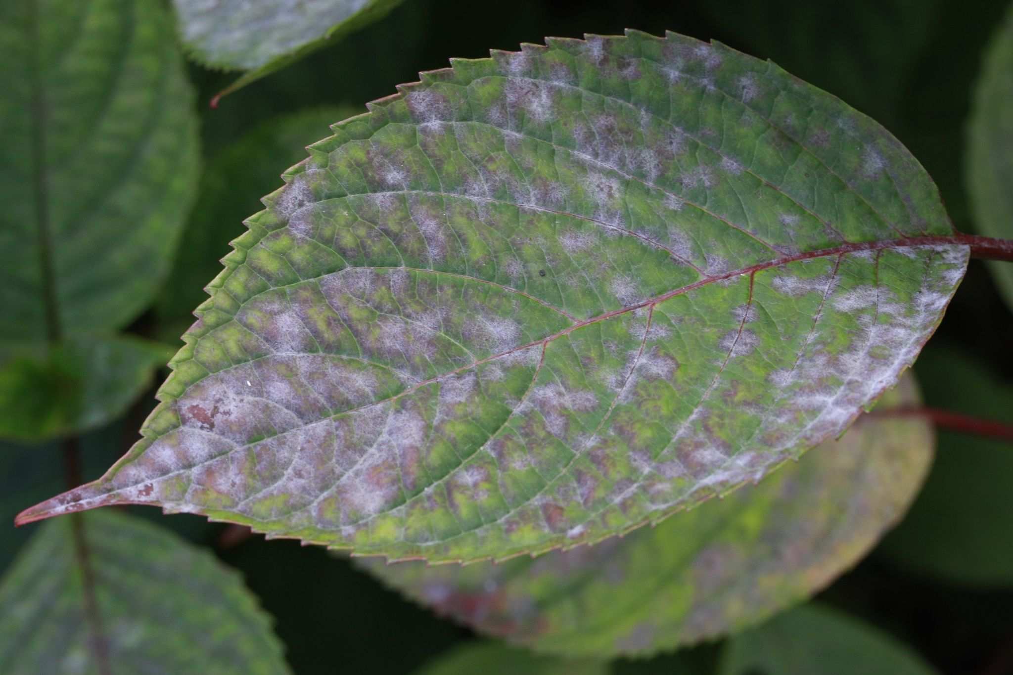 Pseudoidium hortensiae