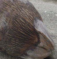 Aceria guerreronis