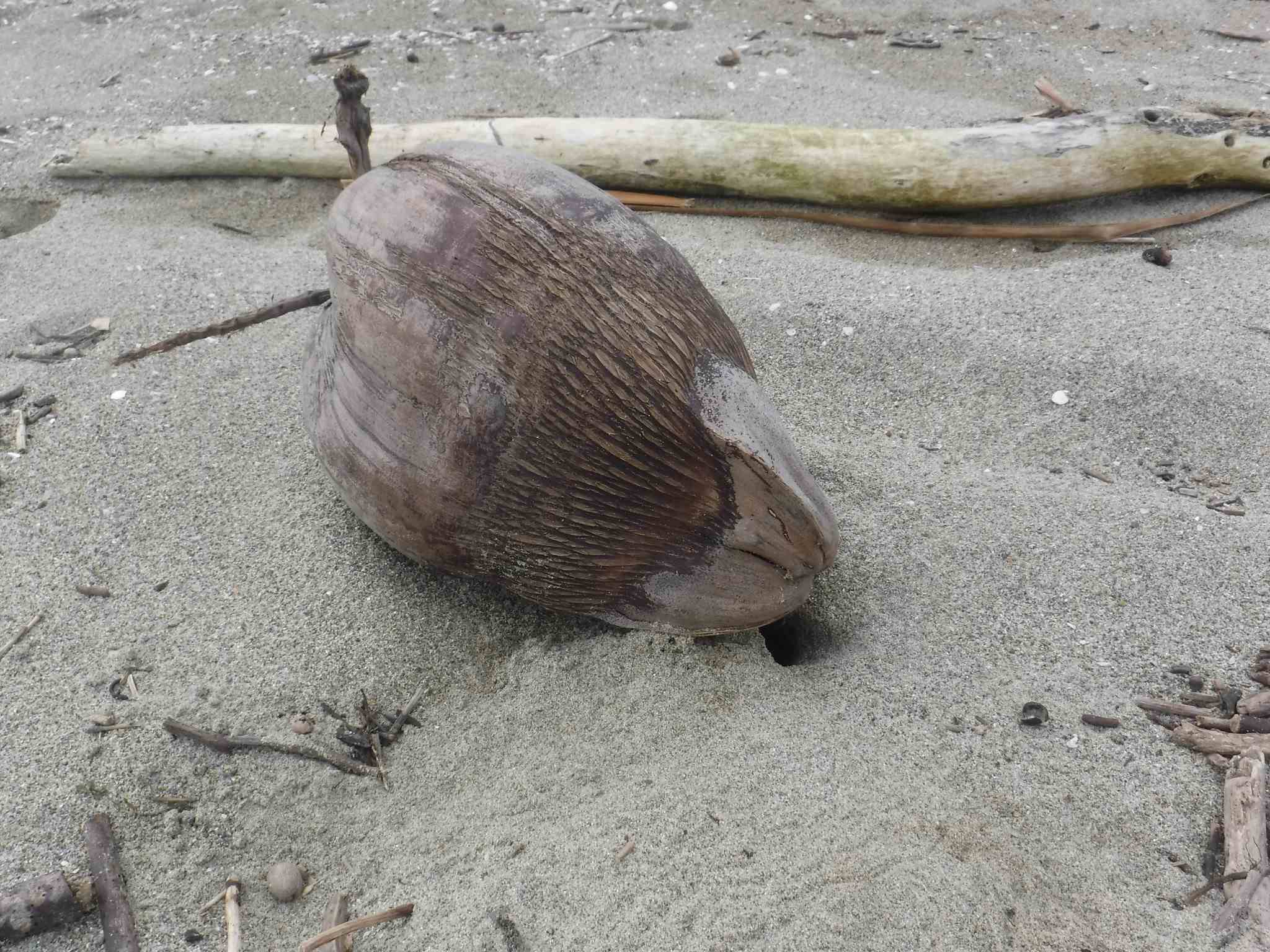 Aceria guerreronis