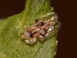 Corythucha arcuata