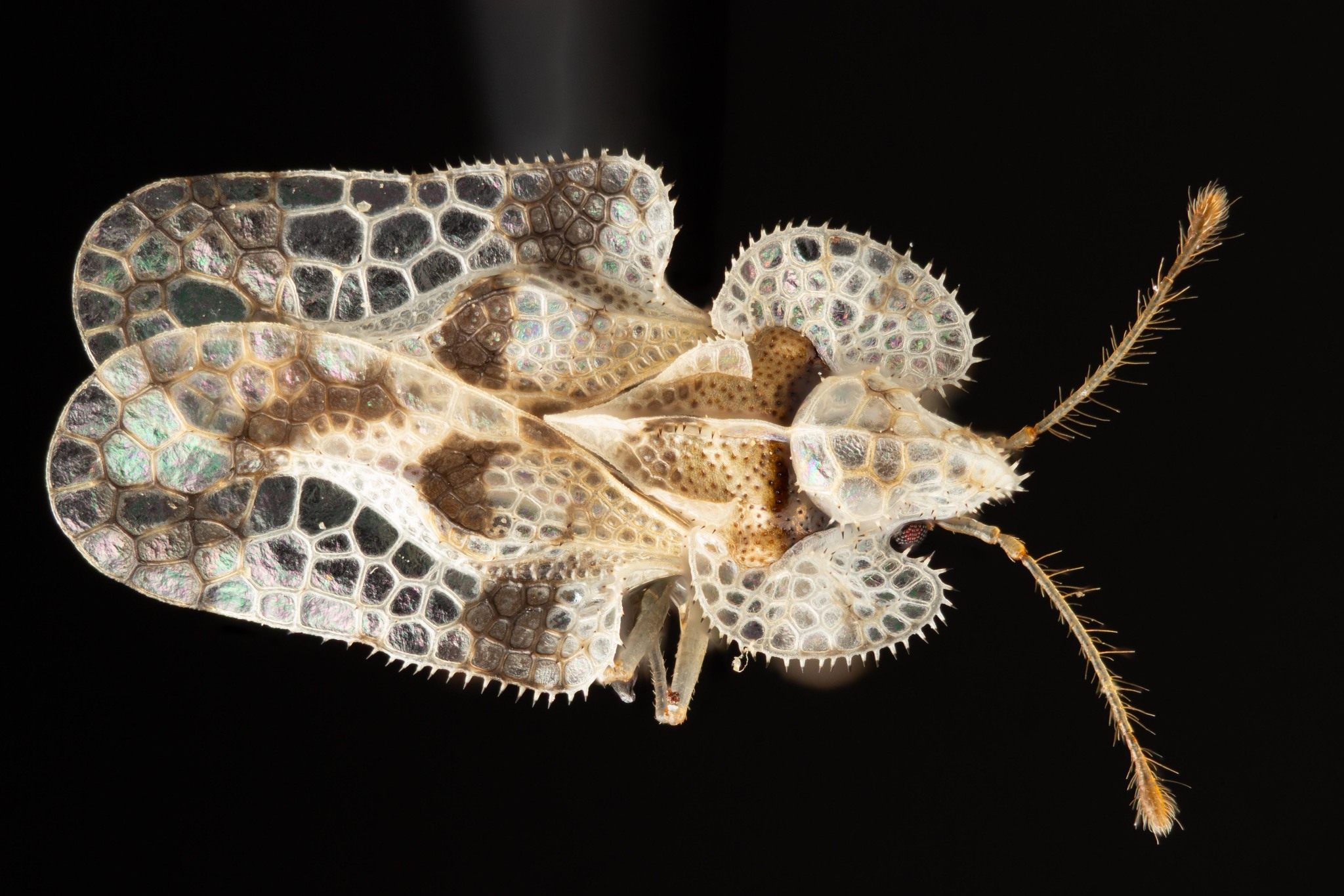 Corythucha arcuata