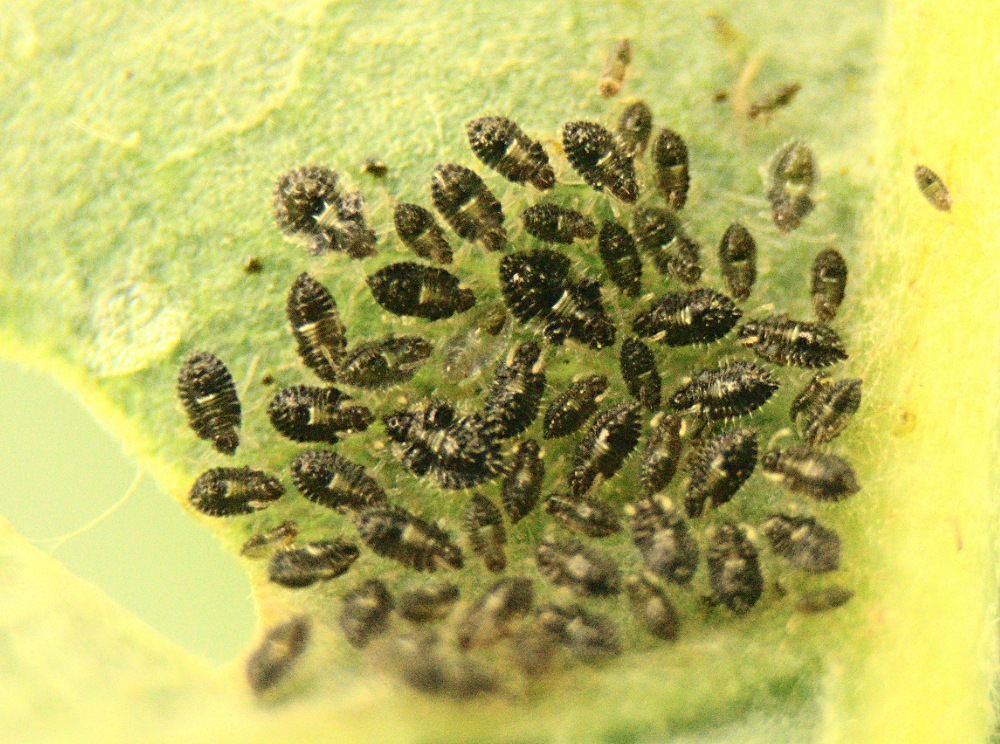Corythucha arcuata