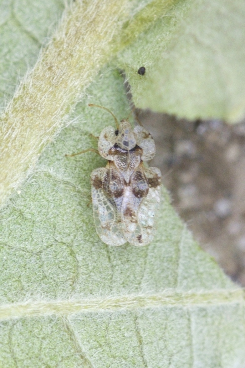 Corythucha arcuata