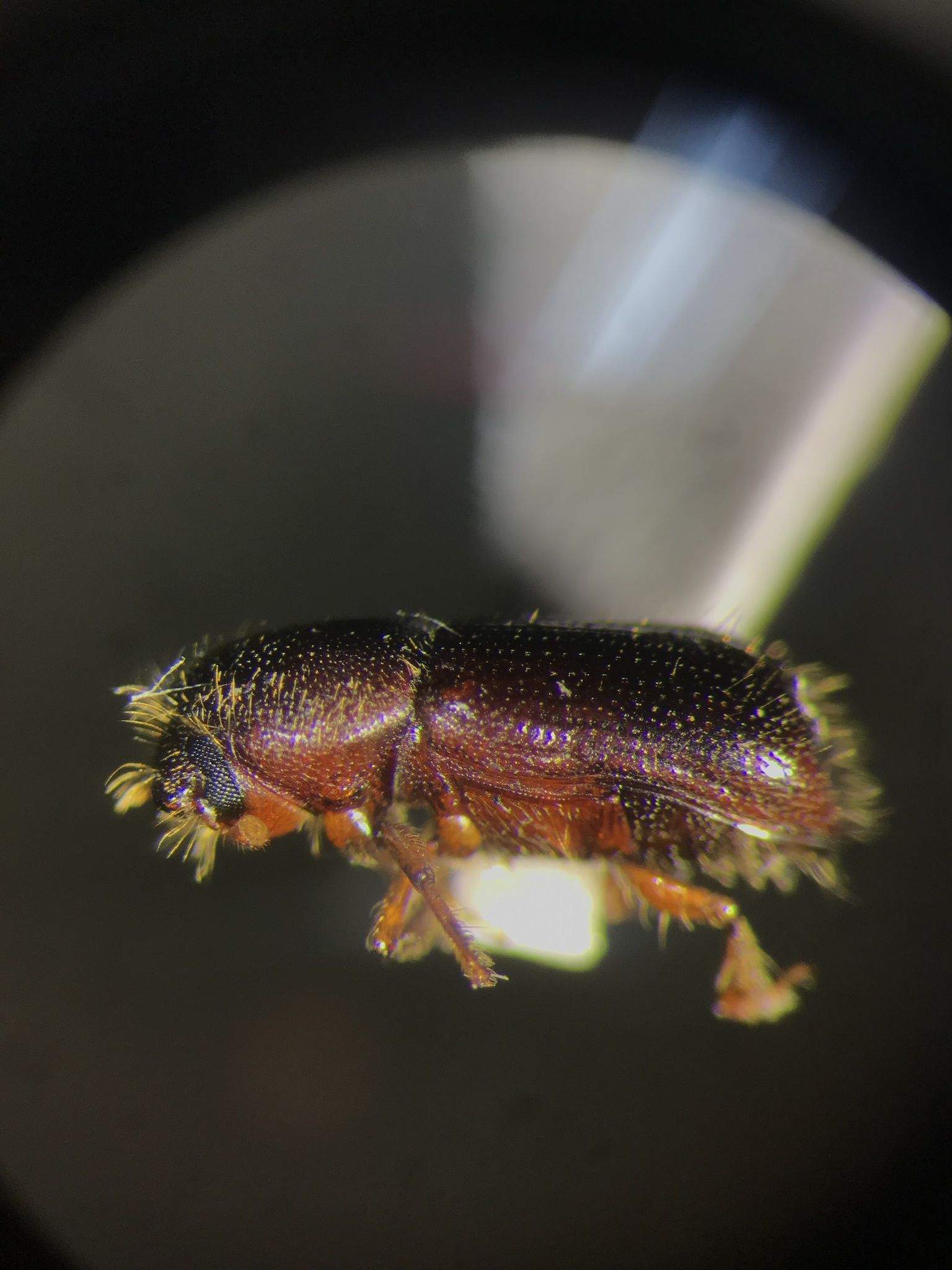 Dryocoetes betulae