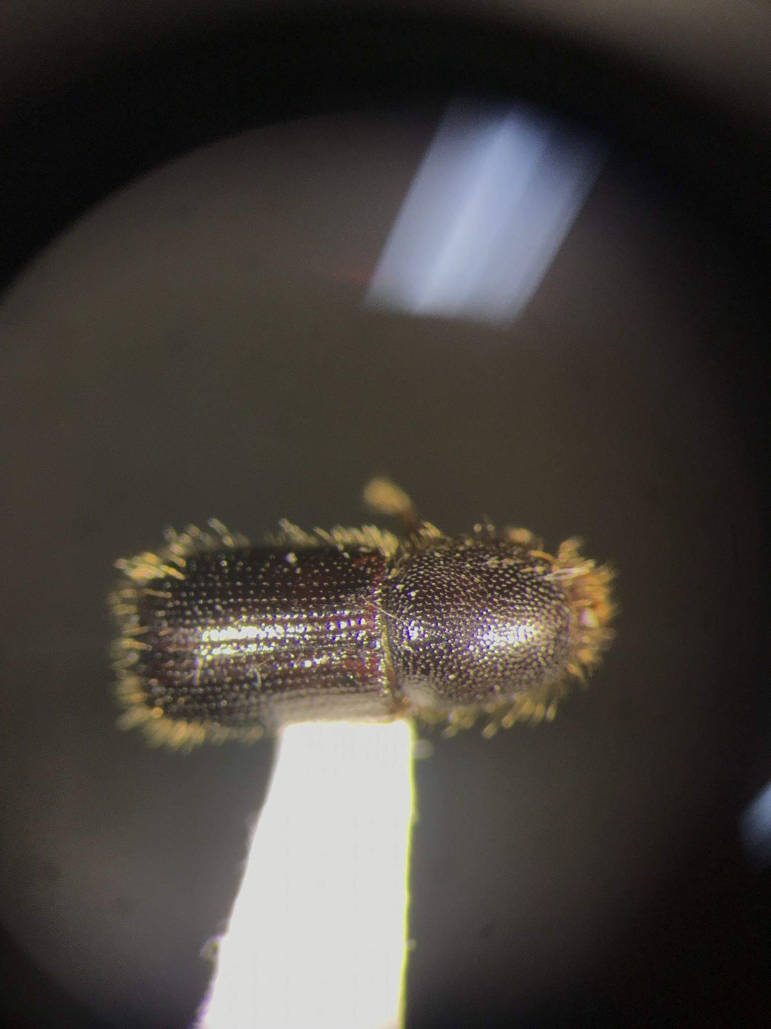 Dryocoetes betulae