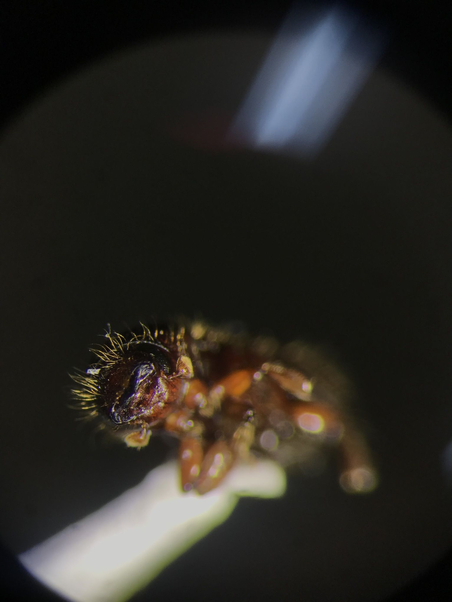 Dryocoetes betulae