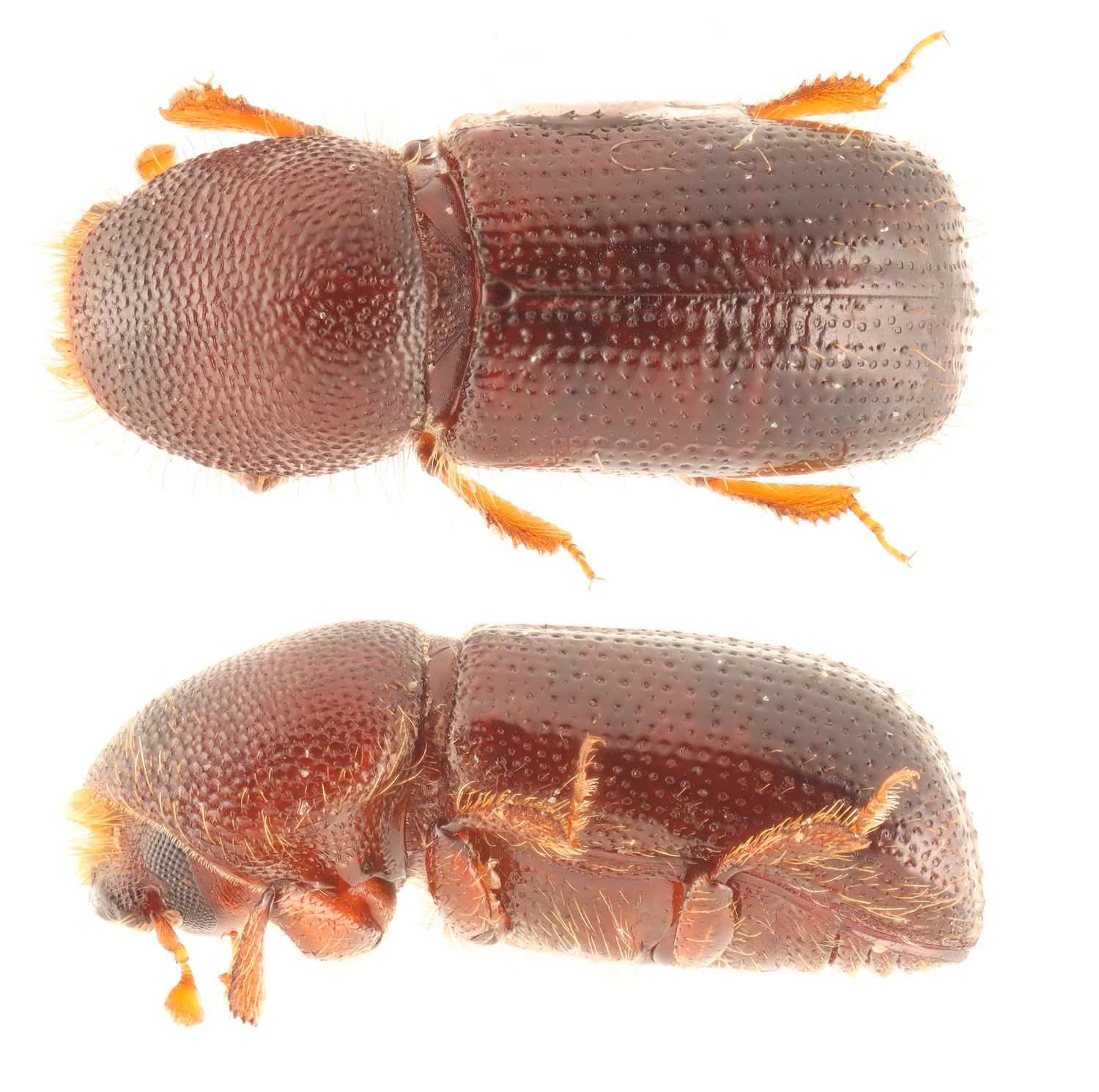 Dryocoetes betulae