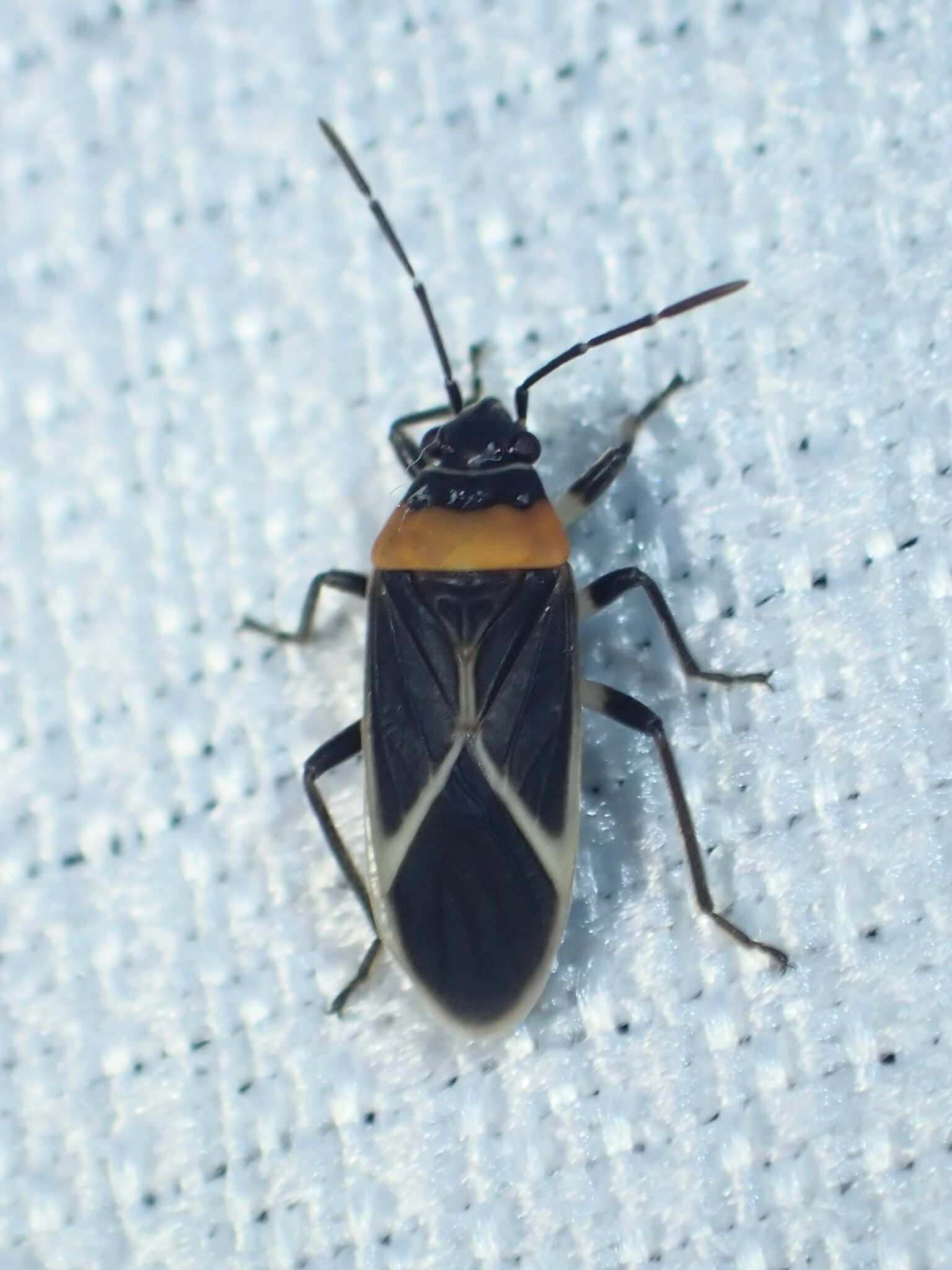 Ochrimnus collaris