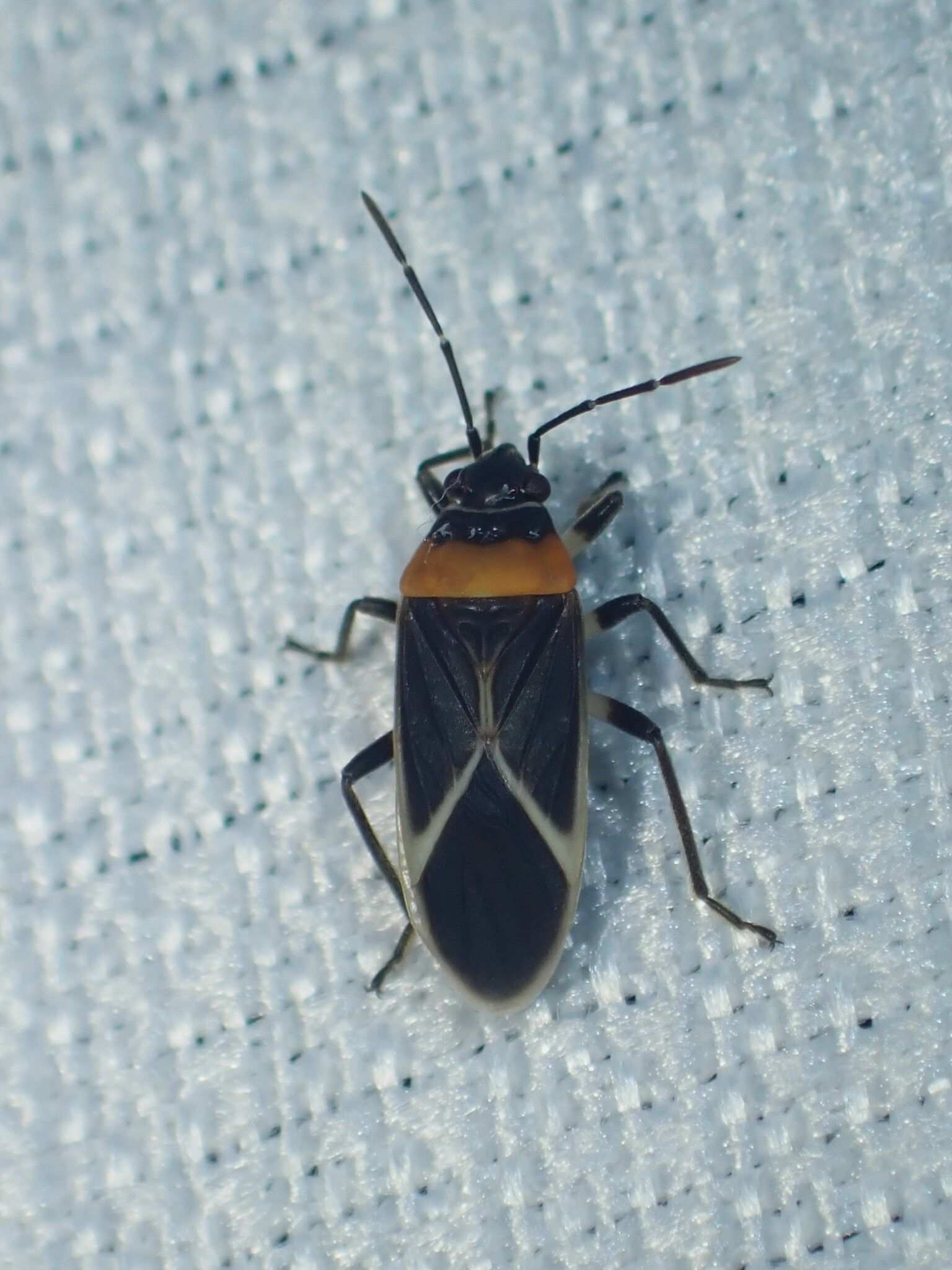 Ochrimnus collaris
