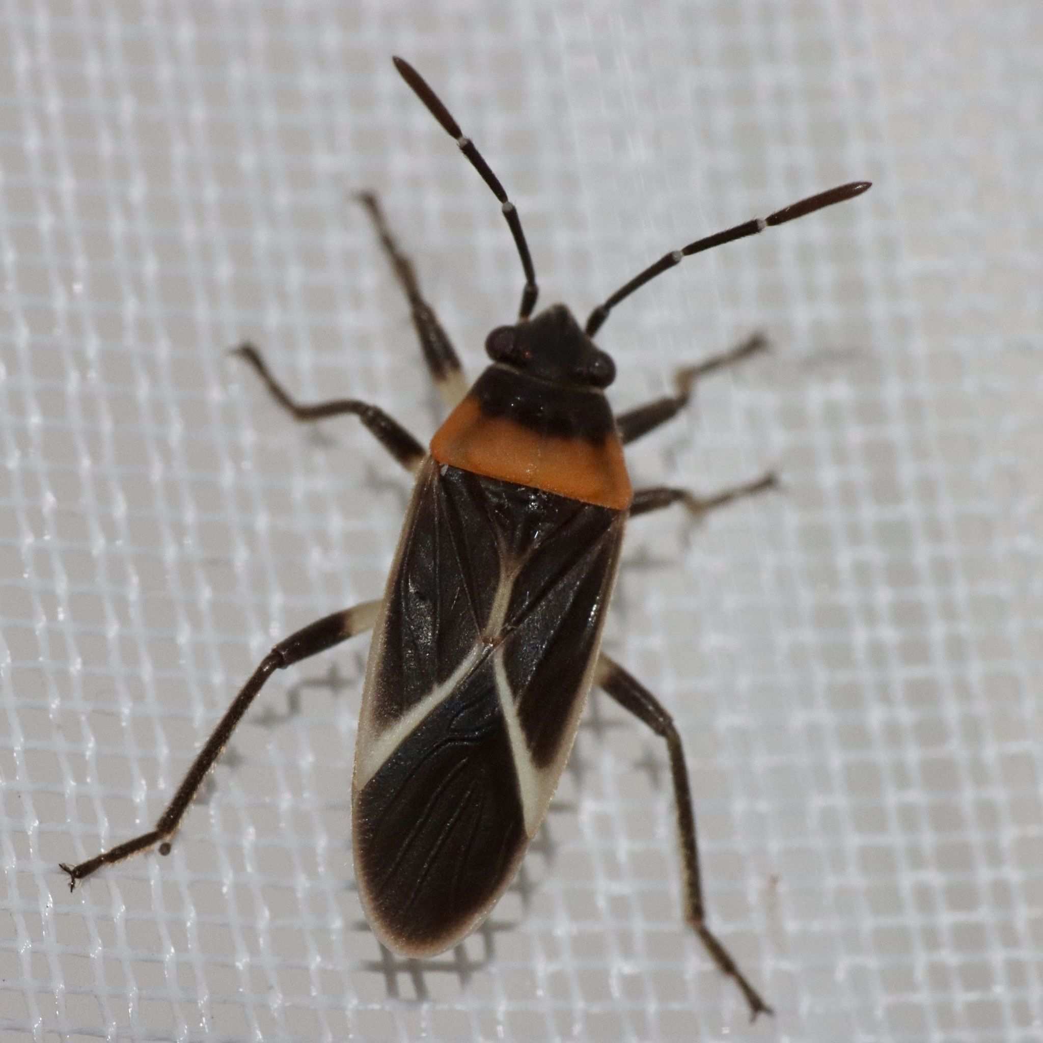 Ochrimnus collaris