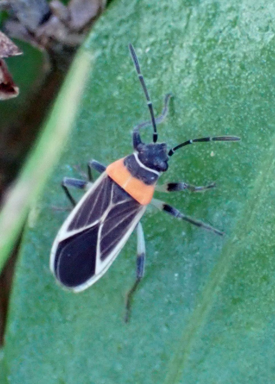 Ochrimnus collaris
