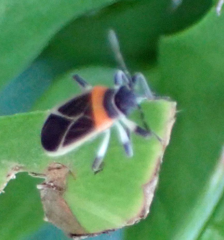 Ochrimnus collaris