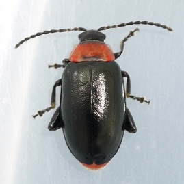 Disonycha xanthomelas