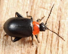 Disonycha xanthomelas