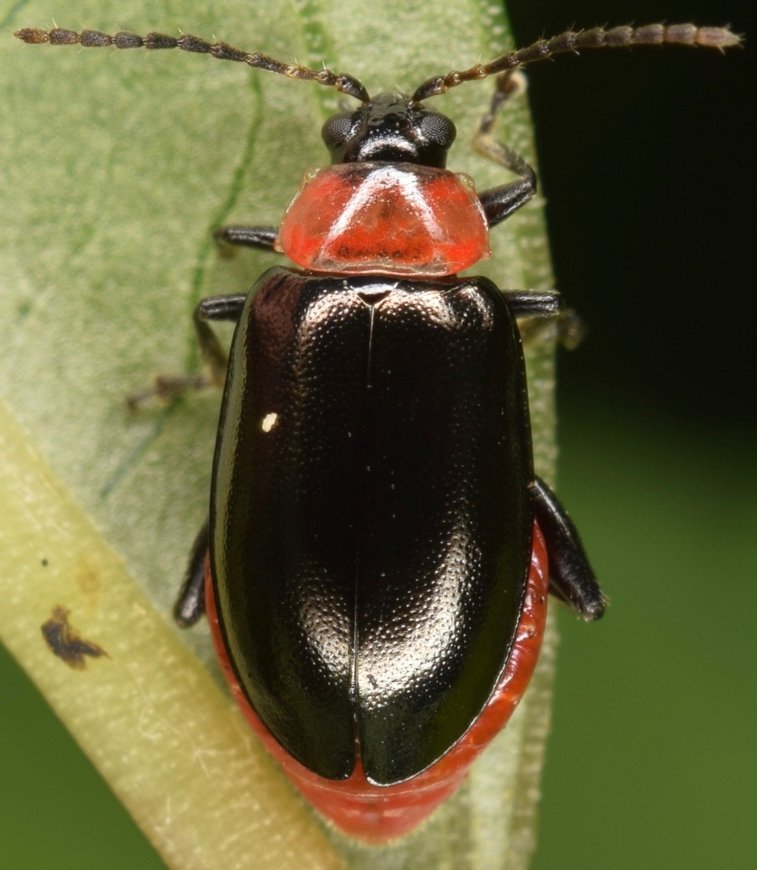 Disonycha xanthomelas