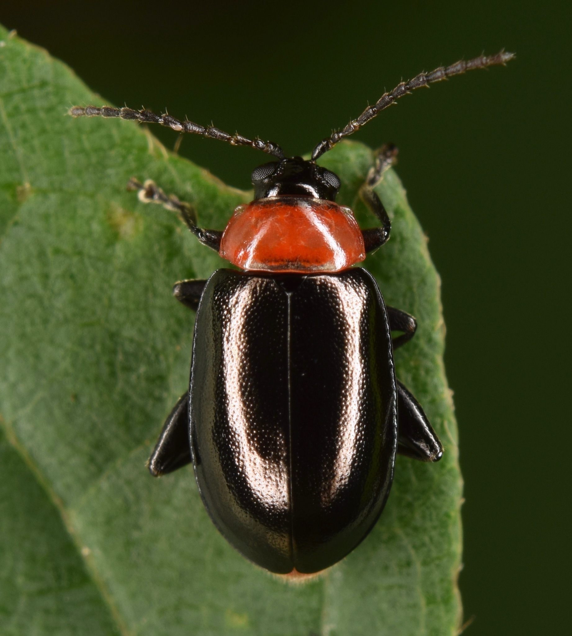 Disonycha xanthomelas