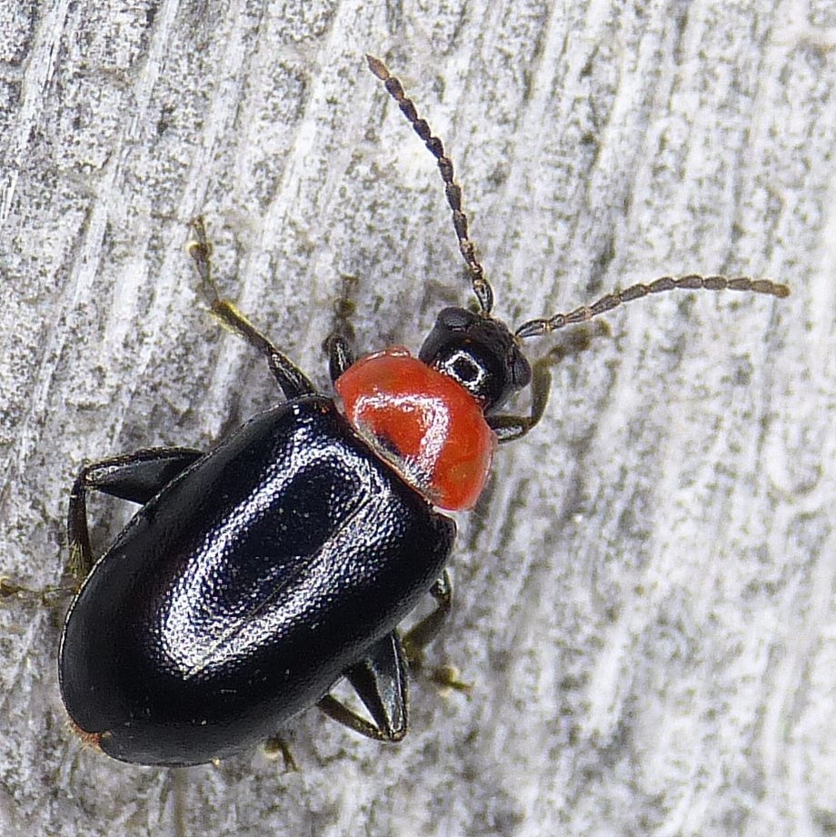 Disonycha xanthomelas