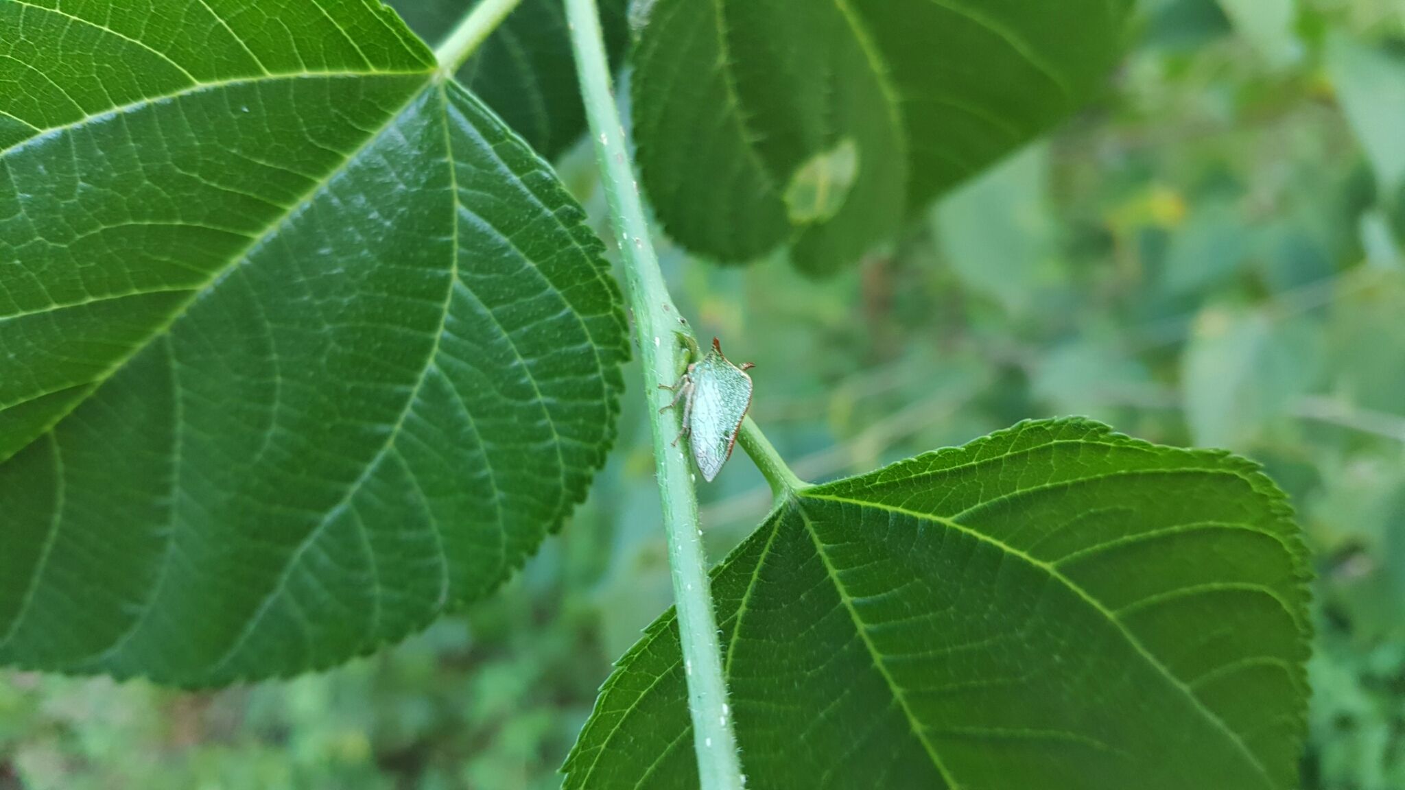 Vestistilus