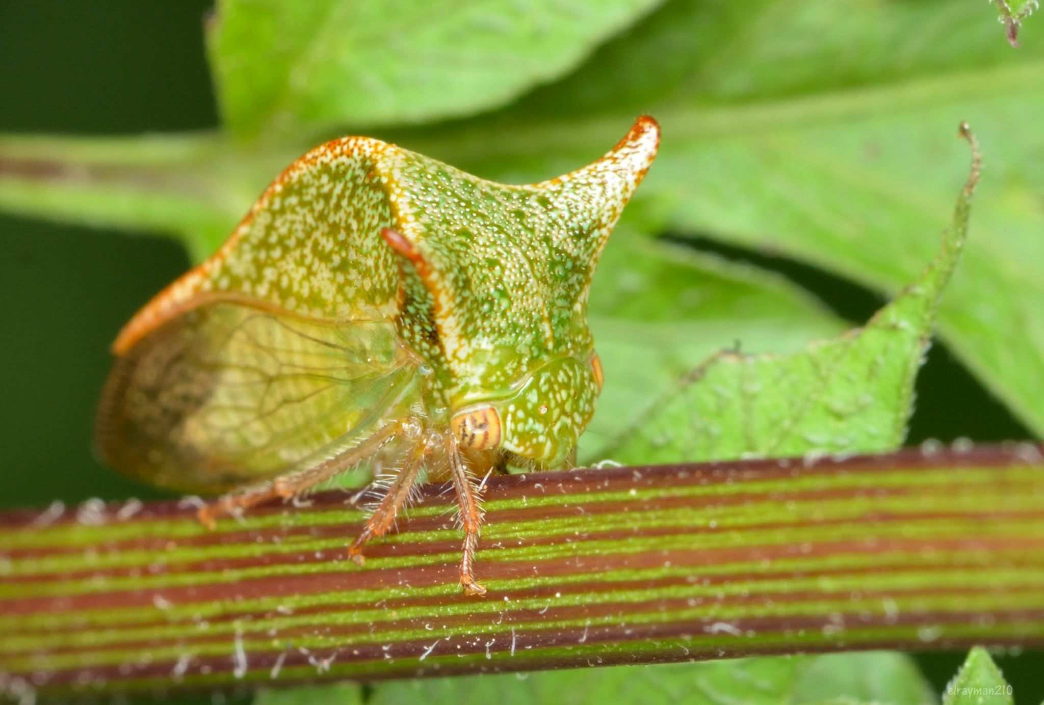 Vestistilus