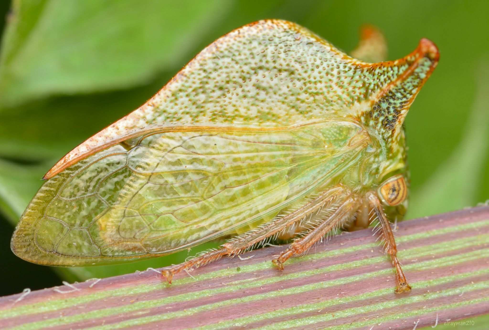 Vestistilus