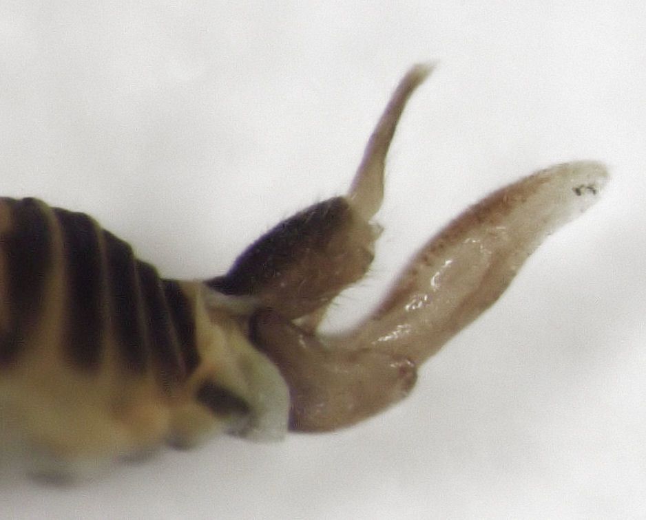 Ctenarytaina spatulata
