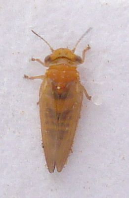 Ctenarytaina spatulata