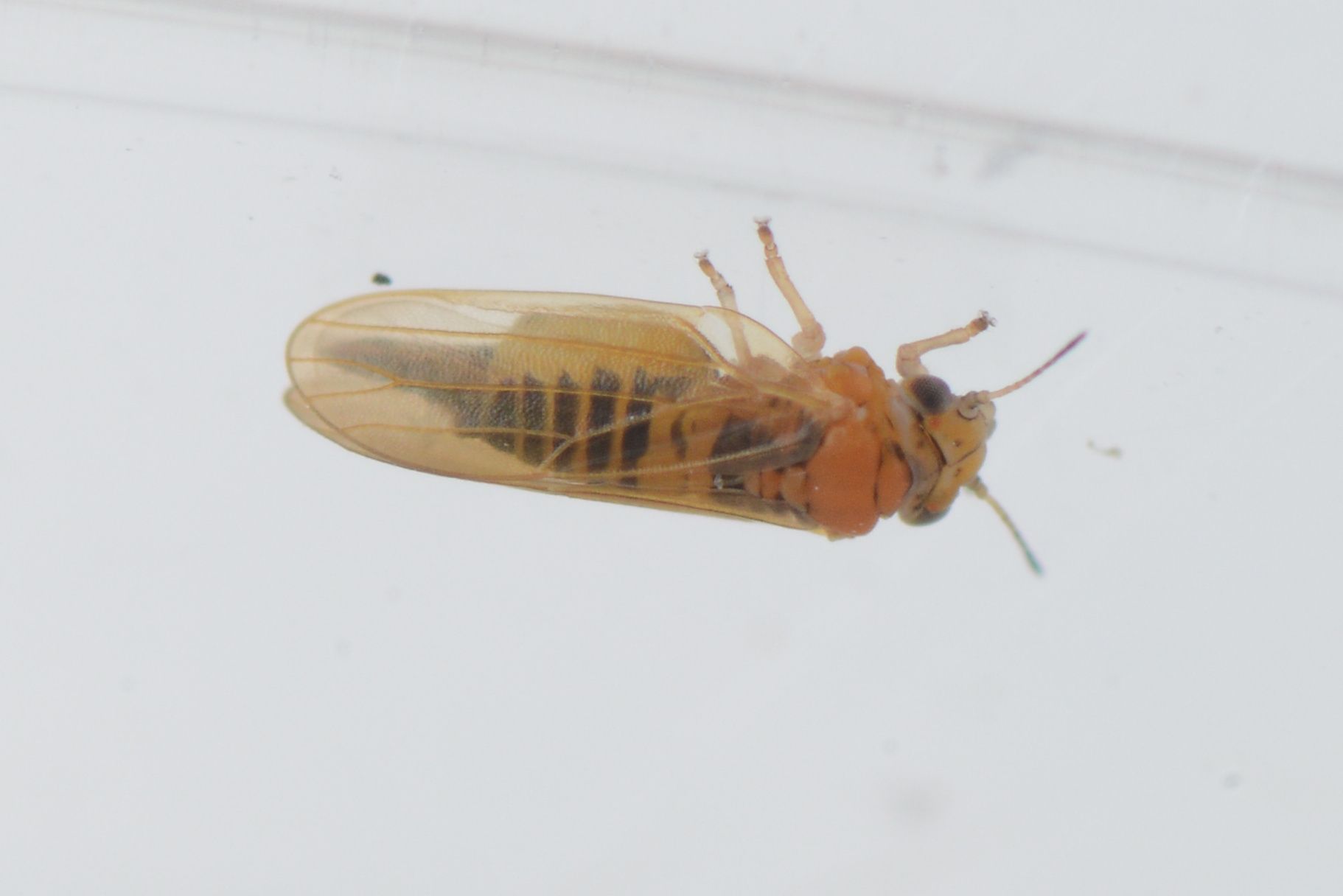 Ctenarytaina spatulata