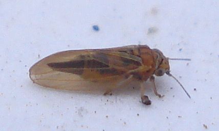 Ctenarytaina spatulata