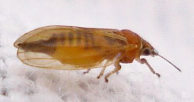 Ctenarytaina spatulata