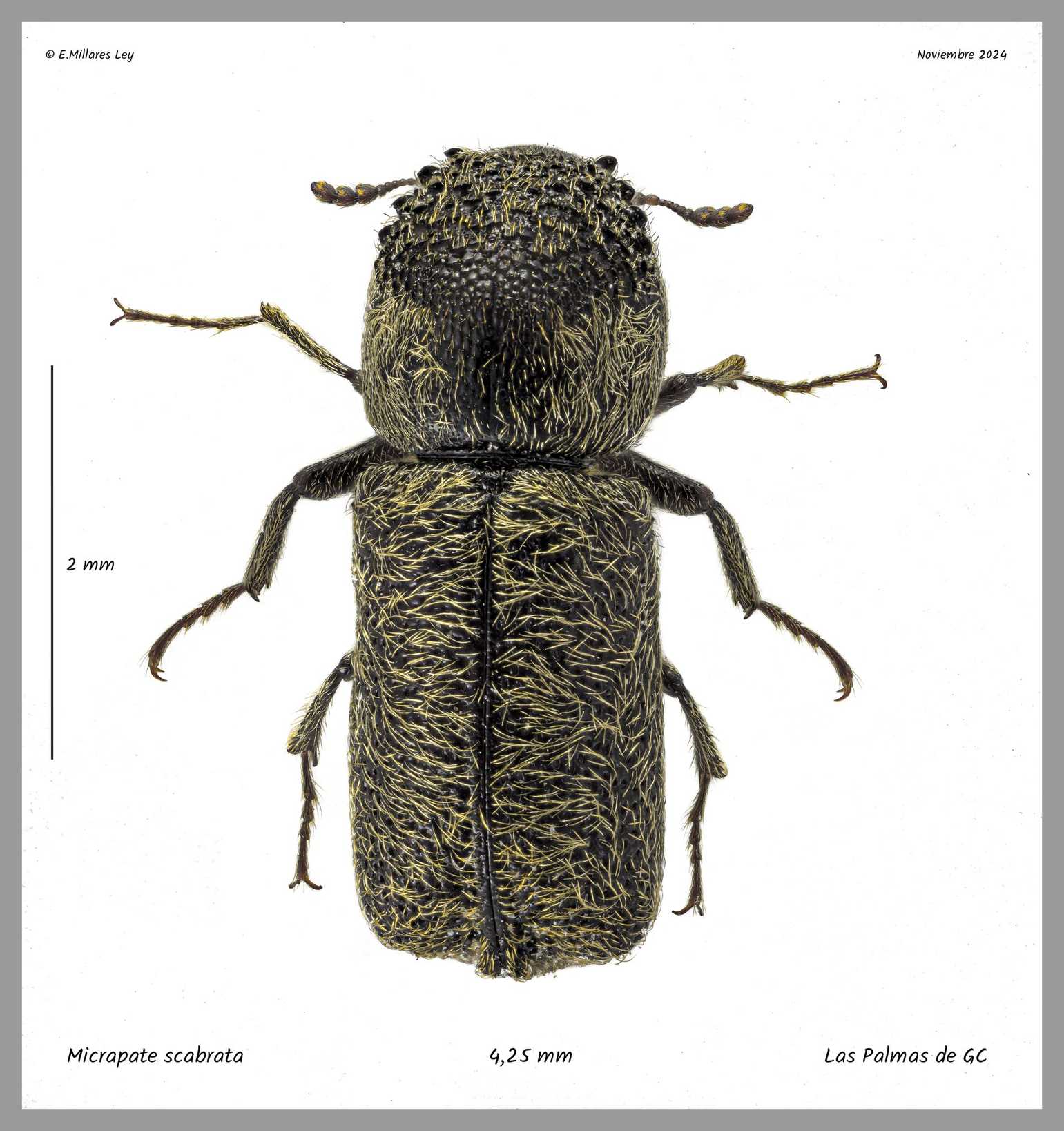 Micrapate scabrata
