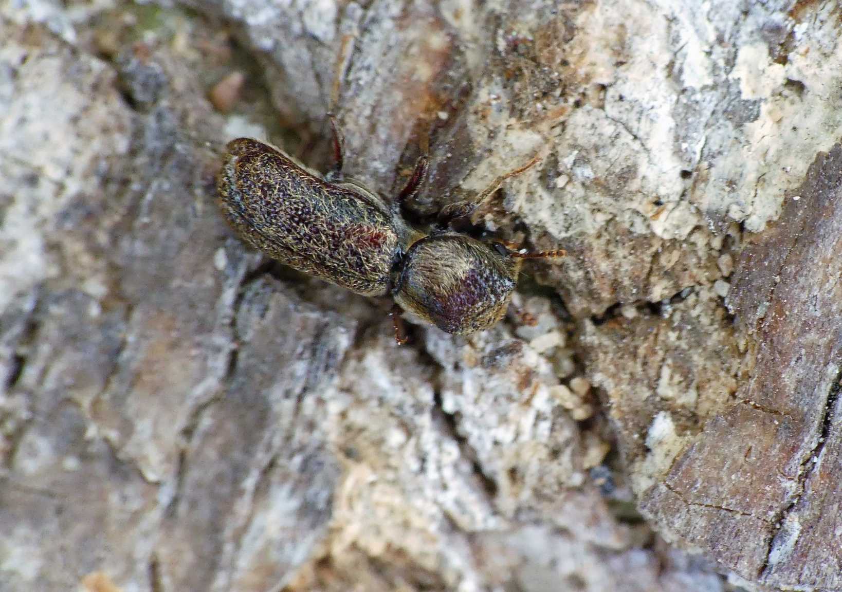 Micrapate scabrata